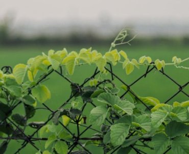 Zamień ogrodzenie z siatki w zieloną ścianę: najprostszy sposób na sadzenie pnączy