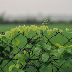 Zamień ogrodzenie z siatki w zieloną ścianę: najprostszy sposób na sadzenie pnączy