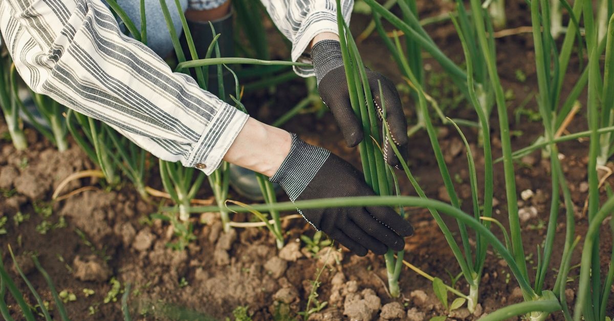 Ogród w harmonii z naturą: stwórz ekologiczną przestrzeń bez zbędnej rywalizacji roślin